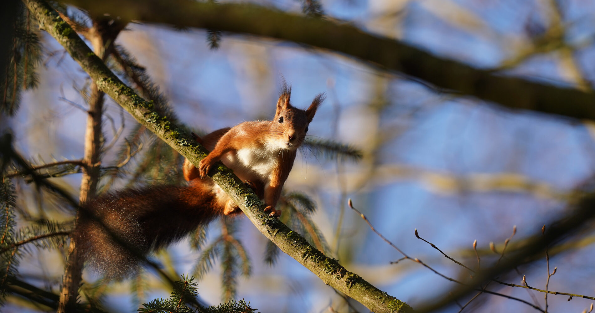 Eichhörnchen