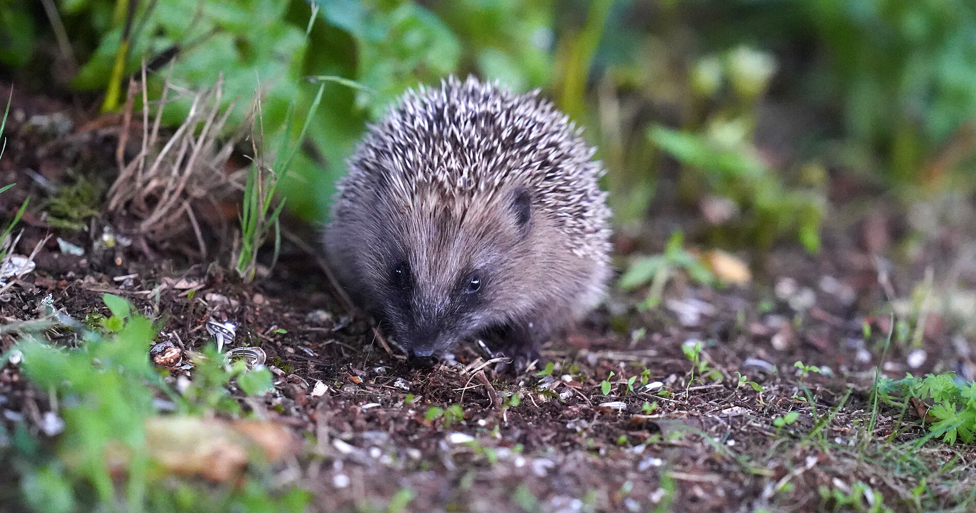 Igel