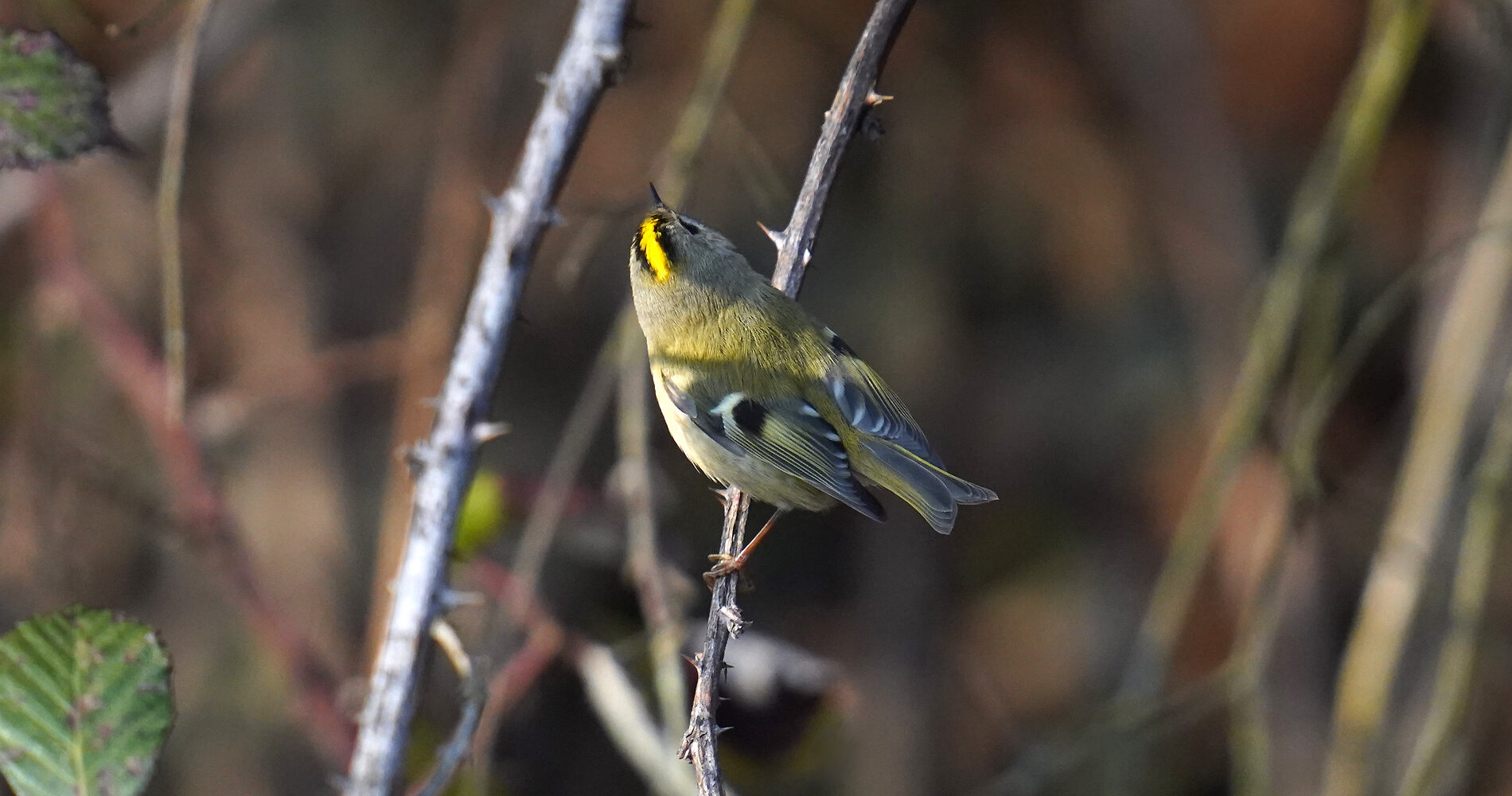 Wintergoldhähnchen