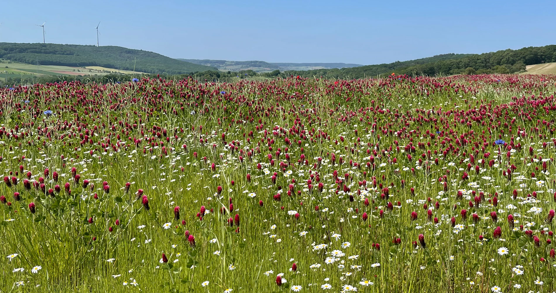 Blühwiese